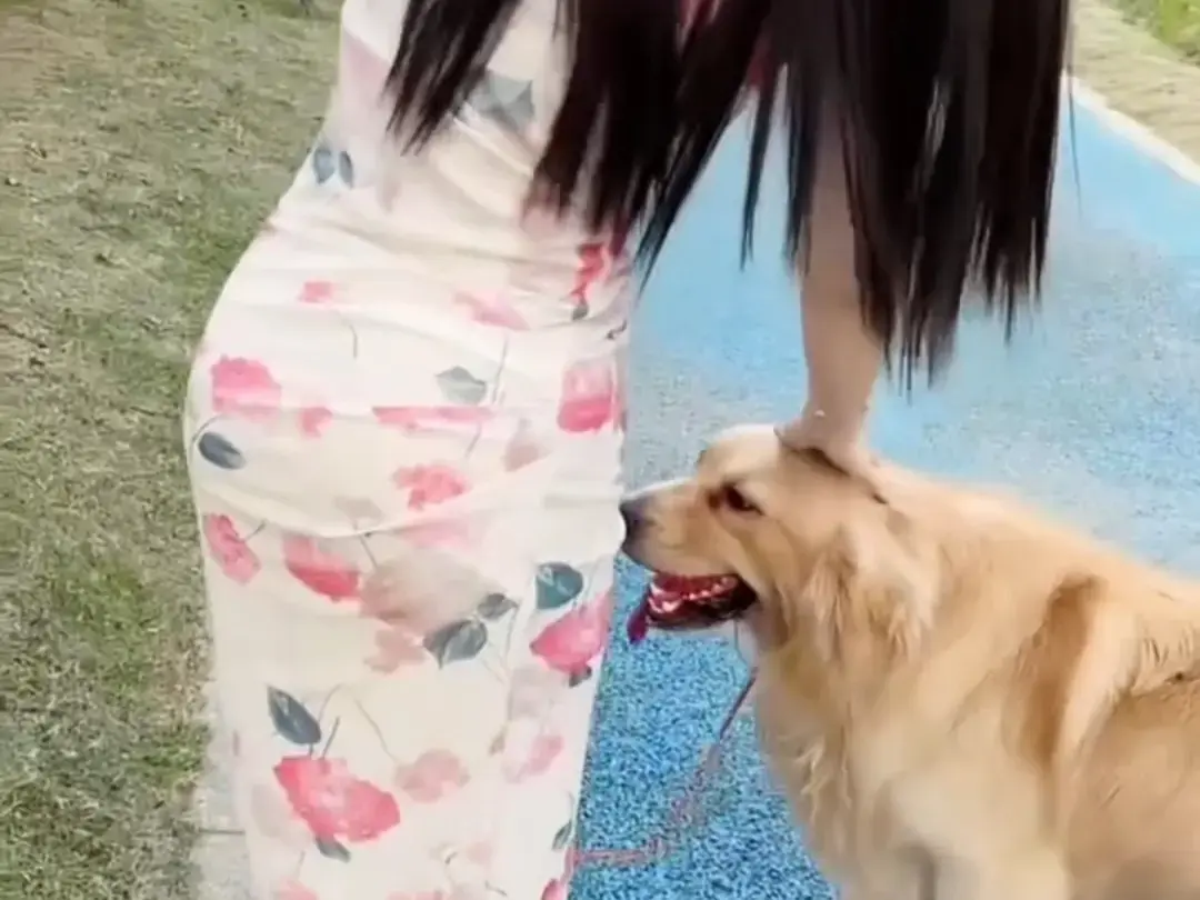 《抖音香香公主与爱犬金毛》科普视频完整版免费在线观看-抖音香香公主与爱犬直播回放资源-高清网盘资源免费领取