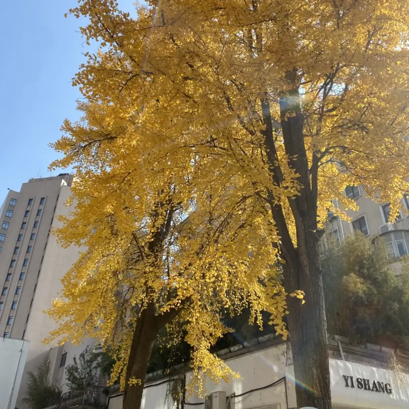 《婚婚逢她》短剧全季完整版在线看-高清无删减《婚婚逢她》免费播放-迅雷+夸克网盘下载资源分享